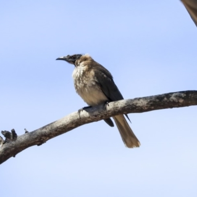 Philemon corniculatus (Noisy Friarbird) at The Pinnacle - 20 Oct 2019 by AlisonMilton