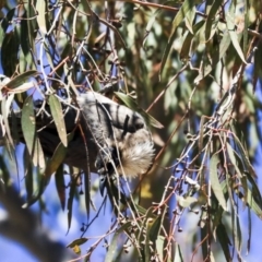 Philemon corniculatus at Dunlop, ACT - 20 Oct 2019