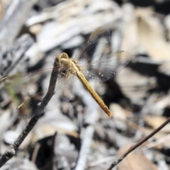 Diplacodes haematodes (Scarlet Percher) at The Pinnacle - 20 Oct 2019 by AlisonMilton