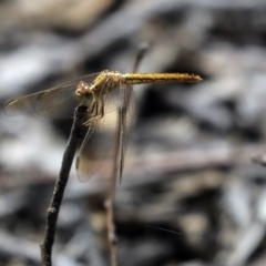 Diplacodes haematodes at Hawker, ACT - 20 Oct 2019 12:52 PM