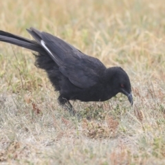 Corcorax melanorhamphos (White-winged Chough) at Tuggeranong Creek to Monash Grassland - 13 Oct 2019 by AlisonMilton