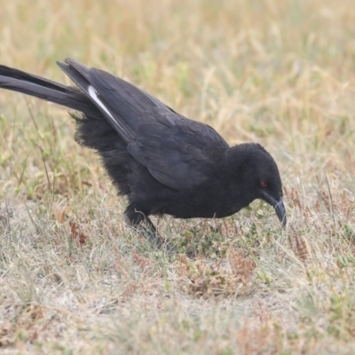 Corcorax melanorhamphos (White-winged Chough) at Monash, ACT - 13 Oct 2019 by AlisonMilton