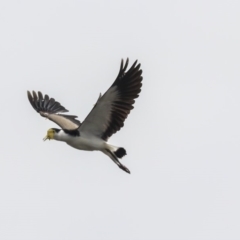 Vanellus miles (Masked Lapwing) at Tuggeranong Creek to Monash Grassland - 13 Oct 2019 by AlisonMilton