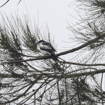 Lalage tricolor (White-winged Triller) at Isabella Pond - 14 Oct 2019 by AlisonMilton