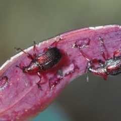 Euops sp. (genus) (A leaf-rolling weevil) at Bannaby, NSW - 20 Oct 2019 by Harrisi