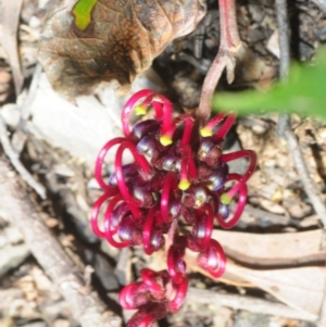 Grevillea laurifolia at Wombeyan Caves, NSW - 20 Oct 2019