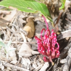 Grevillea laurifolia at Wombeyan Caves, NSW - 20 Oct 2019 02:31 PM