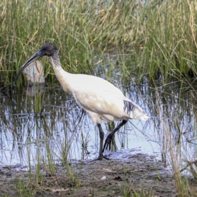 Threskiornis molucca (Australian White Ibis) at Tuggeranong Creek to Monash Grassland - 14 Oct 2019 by AlisonMilton