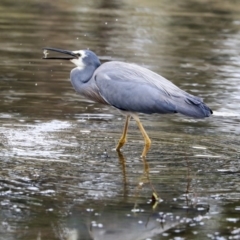 Egretta novaehollandiae (White-faced Heron) at Monash, ACT - 14 Oct 2019 by AlisonMilton