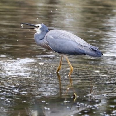 Egretta novaehollandiae (White-faced Heron) at Tuggeranong Creek to Monash Grassland - 14 Oct 2019 by AlisonMilton