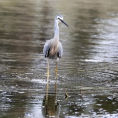 Egretta novaehollandiae at Monash, ACT - 14 Oct 2019