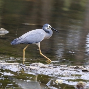 Egretta novaehollandiae at Monash, ACT - 14 Oct 2019