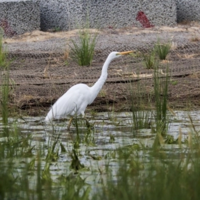 Ardea alba (Great Egret) at Monash, ACT - 14 Oct 2019 by AlisonMilton