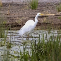 Ardea alba at Monash, ACT - 14 Oct 2019 02:04 PM