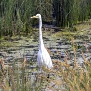 Ardea alba at Monash, ACT - 14 Oct 2019