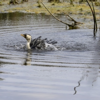 Microcarbo melanoleucos (Little Pied Cormorant) at Monash, ACT - 14 Oct 2019 by AlisonMilton