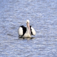 Pelecanus conspicillatus (Australian Pelican) at Greenway, ACT - 14 Oct 2019 by Alison Milton