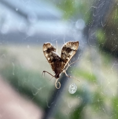 Nacoleia rhoeoalis (Spilomelinae) at Wanniassa, ACT - 21 Oct 2019 by jksmits