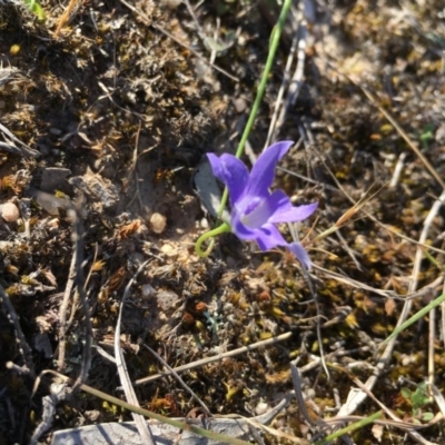 Wahlenbergia sp. (Bluebell) at Lower Boro, NSW - 20 Oct 2019 by mcleana
