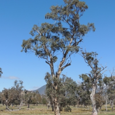 Eucalyptus melliodora (Yellow Box) at Gordon, ACT - 9 Oct 2019 by MichaelBedingfield
