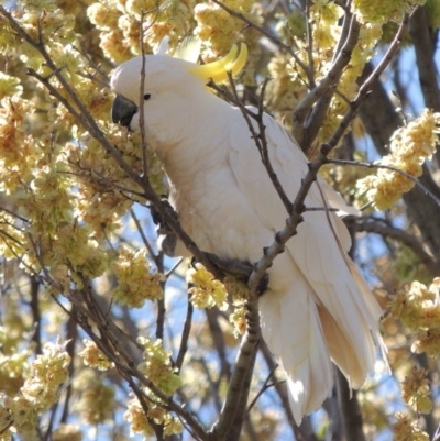 Cacatua galerita (Sulphur-crested Cockatoo) at Tharwa, ACT - 9 Oct 2019 by michaelb