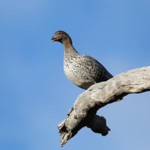 Chenonetta jubata at Ainslie, ACT - 8 Sep 2019