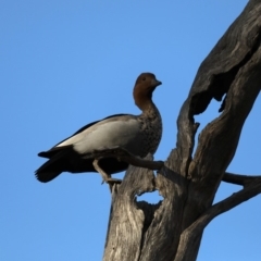 Chenonetta jubata at Ainslie, ACT - 8 Sep 2019