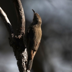 Cormobates leucophaea (White-throated Treecreeper) at Hackett, ACT - 7 Sep 2019 by jbromilow50