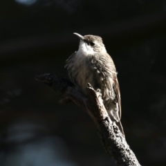 Cormobates leucophaea at Hackett, ACT - 8 Sep 2019