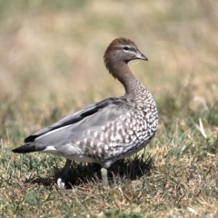 Chenonetta jubata (Australian Wood Duck) at Majura, ACT - 11 Sep 2019 by jbromilow50