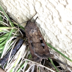 Agrotis infusa (Bogong Moth, Common Cutworm) at Googong, NSW - 21 Oct 2019 by Wandiyali