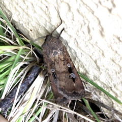 Agrotis infusa (Bogong Moth, Common Cutworm) at Wandiyali-Environa Conservation Area - 21 Oct 2019 by Wandiyali