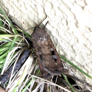 Agrotis infusa at Googong, NSW - 22 Oct 2019