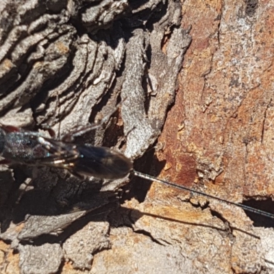 Megalyra sp. (genus) (Long-tailed wasp) at Forde, ACT - 21 Oct 2019 by Harrisi