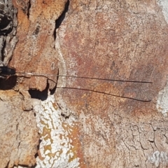 Megalyra sp. (genus) at Forde, ACT - 21 Oct 2019 03:24 PM