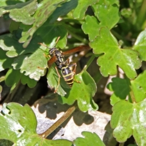 Polistes (Polistes) chinensis at Fyshwick, ACT - 21 Oct 2019 01:49 PM