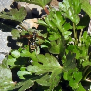 Polistes (Polistes) chinensis at Fyshwick, ACT - 21 Oct 2019 01:49 PM