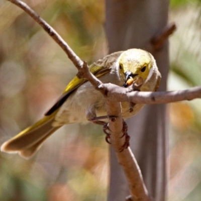 Ptilotula penicillata (White-plumed Honeyeater) at Fyshwick, ACT - 21 Oct 2019 by RodDeb