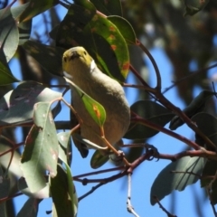 Ptilotula penicillata at Fyshwick, ACT - 21 Oct 2019