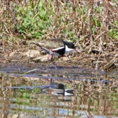 Erythrogonys cinctus (Red-kneed Dotterel) at Fyshwick, ACT - 21 Oct 2019 by RodDeb