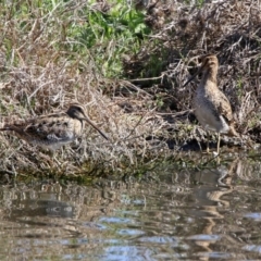 Gallinago hardwickii (Latham's Snipe) at Fyshwick, ACT - 21 Oct 2019 by RodDeb