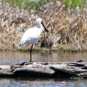 Platalea regia at Fyshwick, ACT - 21 Oct 2019 01:24 PM