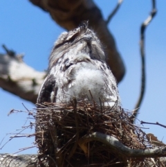 Podargus strigoides (Tawny Frogmouth) at Black Range, NSW - 22 Oct 2019 by MatthewHiggins