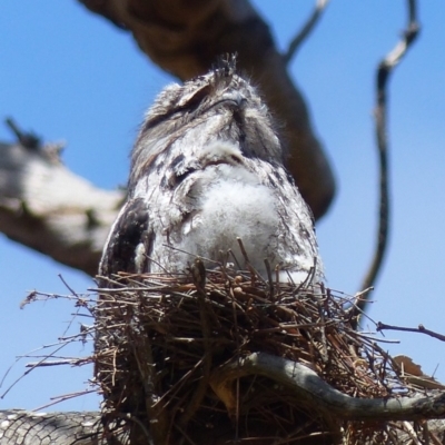 Podargus strigoides (Tawny Frogmouth) at Black Range, NSW - 22 Oct 2019 by MatthewHiggins