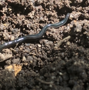 Parakontikia ventrolineata at Aranda, ACT - 22 Oct 2019