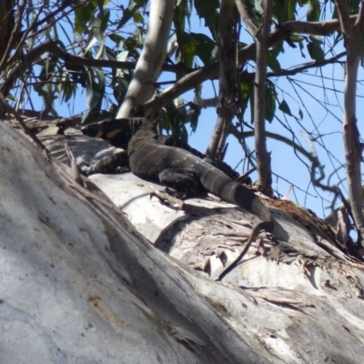 Varanus varius (Lace Monitor) at Black Range, NSW - 22 Oct 2019 by MatthewHiggins