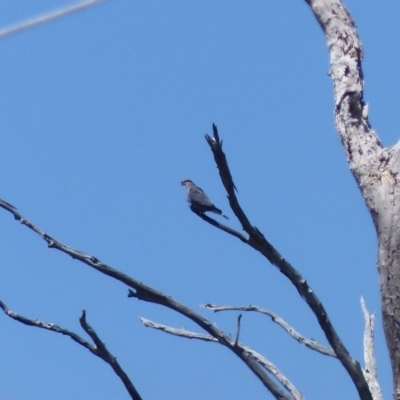 Lopholaimus antarcticus (Topknot Pigeon) at Black Range, NSW - 22 Oct 2019 by MatthewHiggins