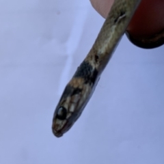 Pseudonaja textilis at Sutton, NSW - 22 Oct 2019 04:56 PM