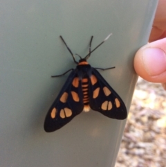 Amata (genus) (Handmaiden Moth) at Pambula Preschool - 17 Oct 2019 by elizabethgleeson