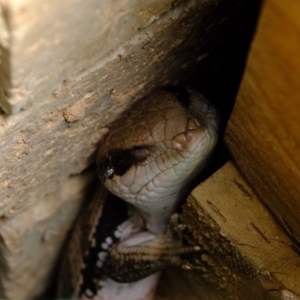 Tiliqua scincoides scincoides at Florey, ACT - 21 Oct 2019